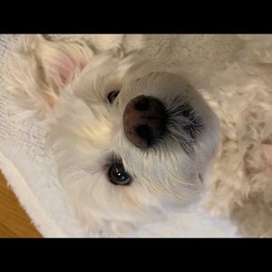 Meet your Posher, Dene